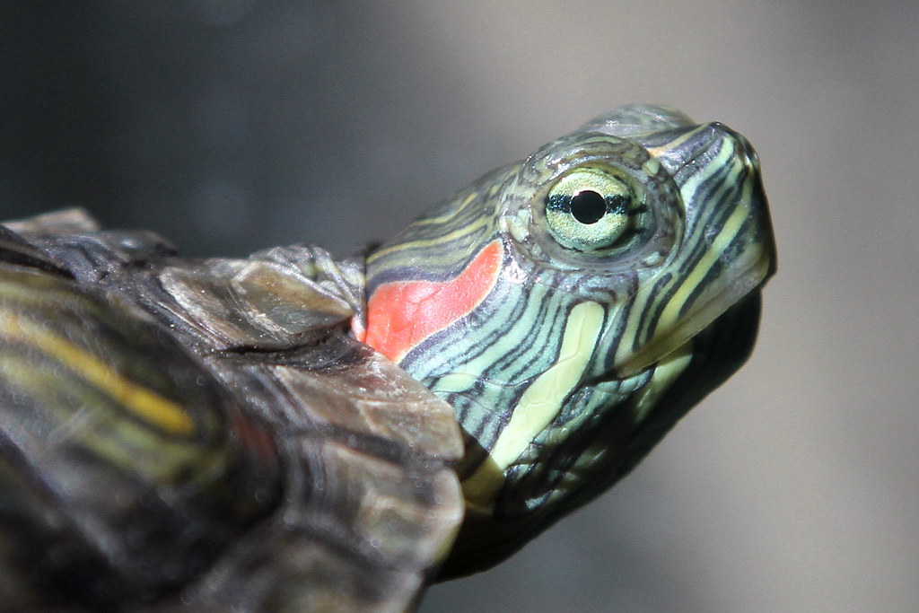 Red-Eared Slider Turtle