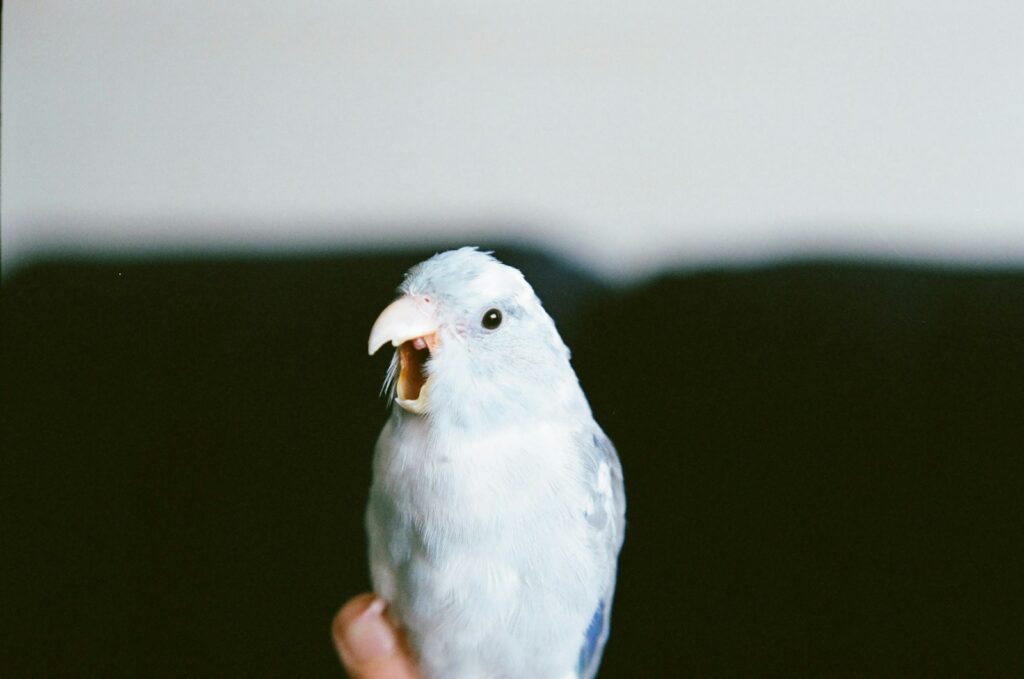 A white bird sitting on a persons hand
