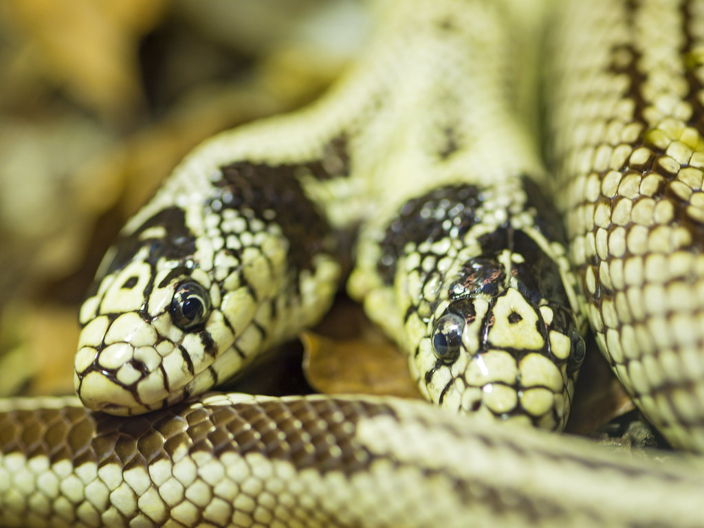 Breeding Success and Morphs