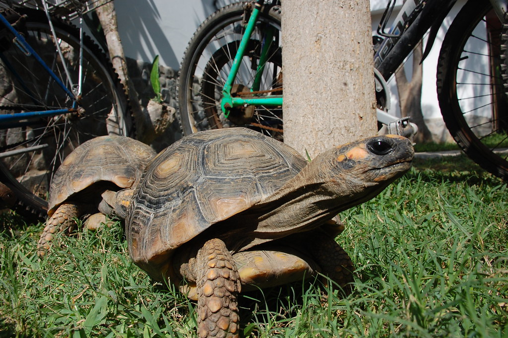 pet tortoises