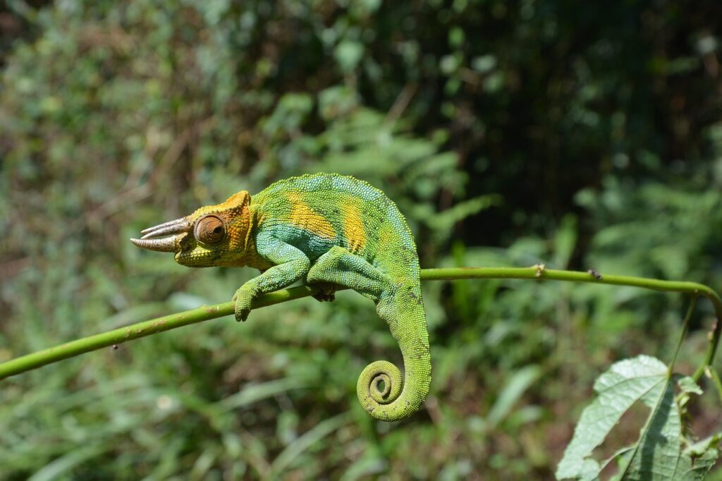 chameleon, reptile, animal, owen's chameleon, three-horned chameleon, wildlife, fauna, wilderness, nature, chameleon, chameleon, chameleon, chameleon, chameleon