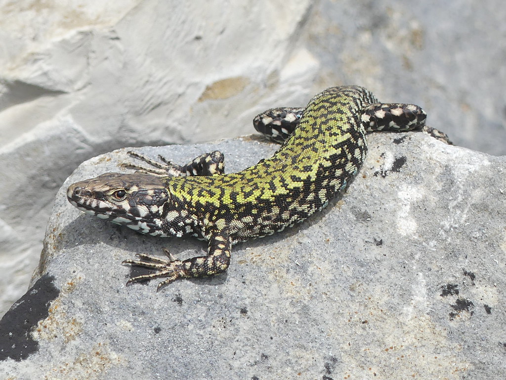 Wall lizard.