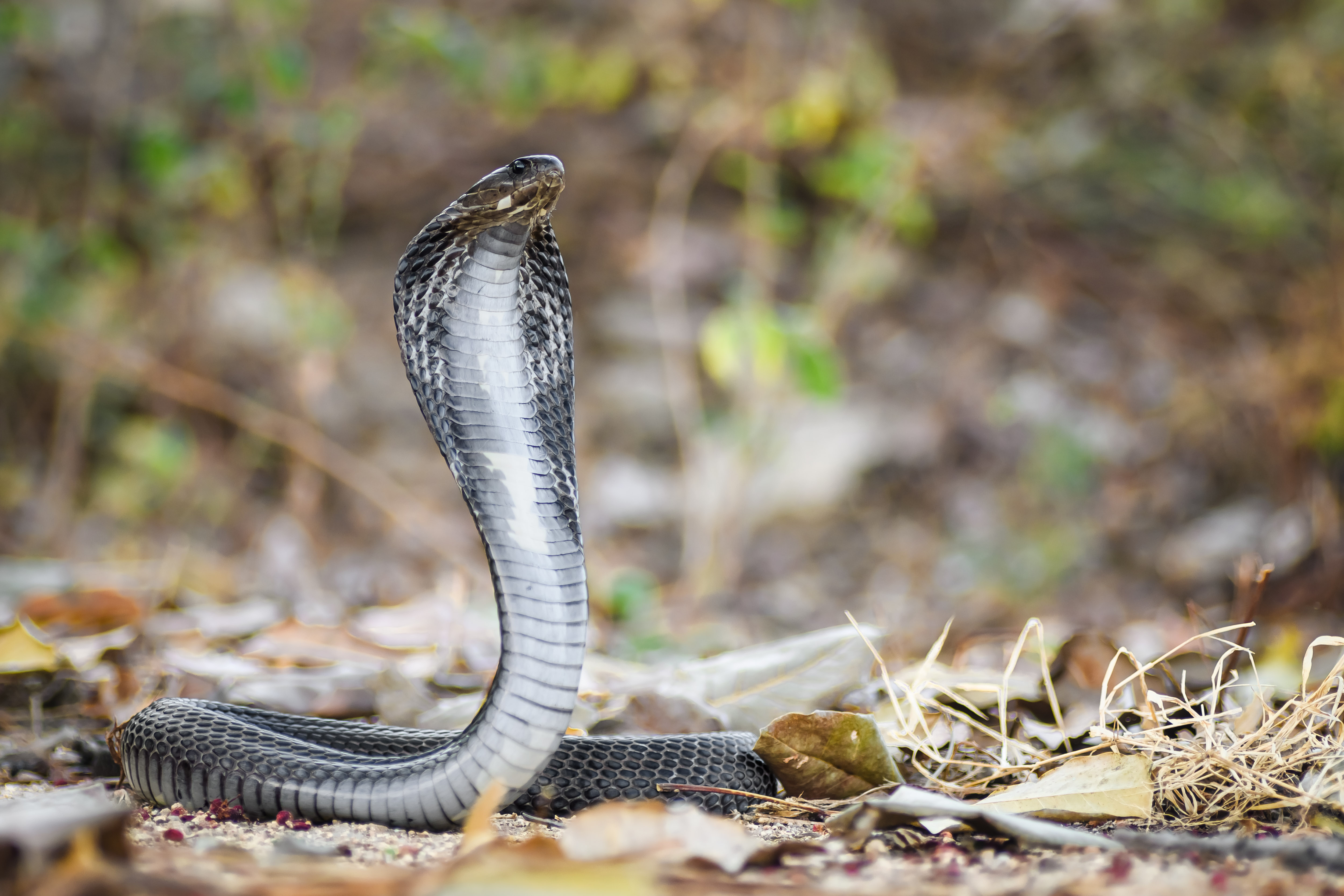 Naja siamensis, Siamese spitting cobra - Hua Hin District, Prachuap Khiri Khan Province 