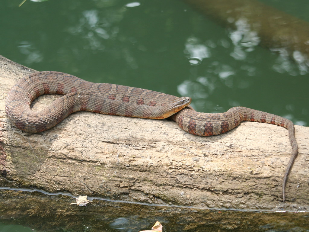 Northern Water Snake (Nerodia sipedon)