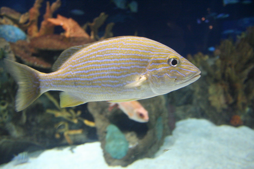 light colored fish
