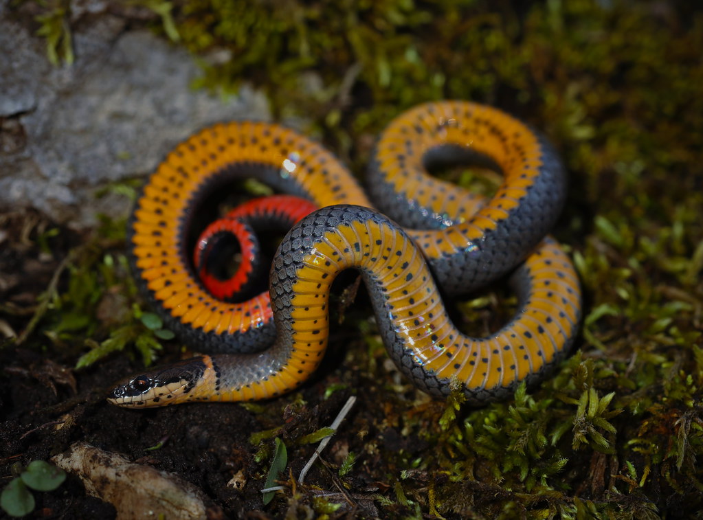 Prairie Ringneck Snake (Diadophis punctatus arnyi)