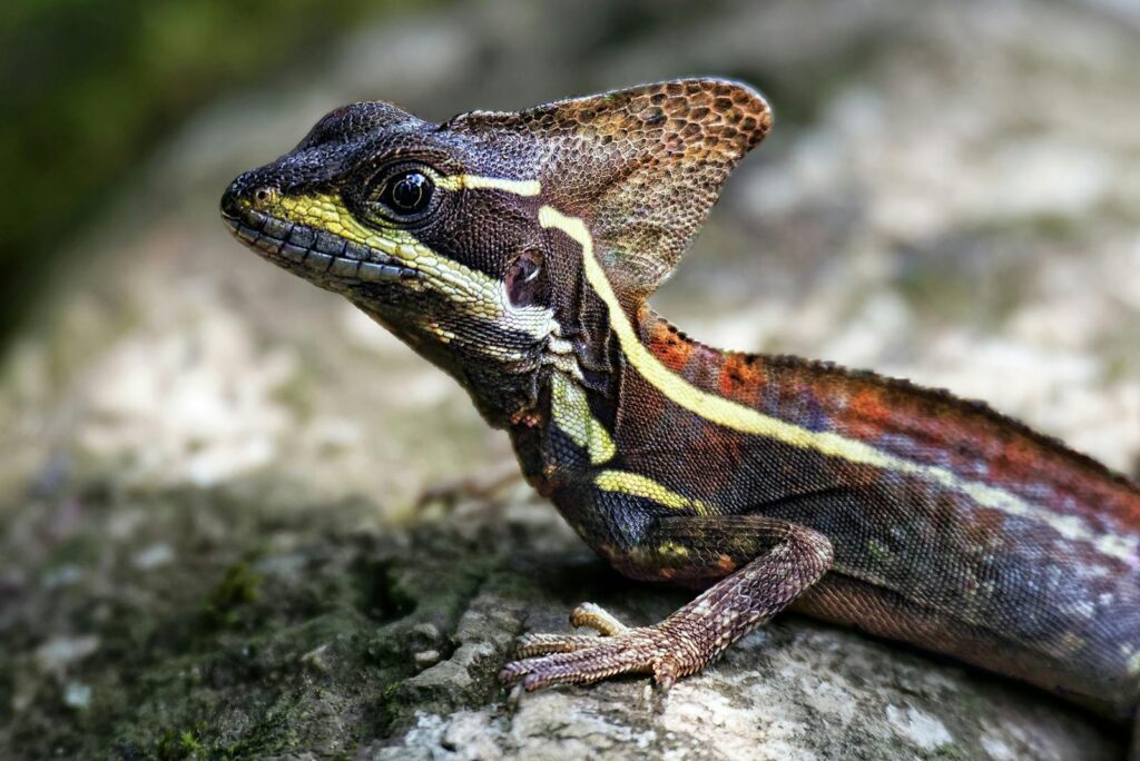 Detailed close-up of a vibrant common basilisk lizard showcasing its unique scale pattern.