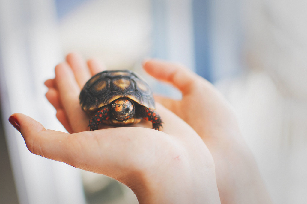 turtle