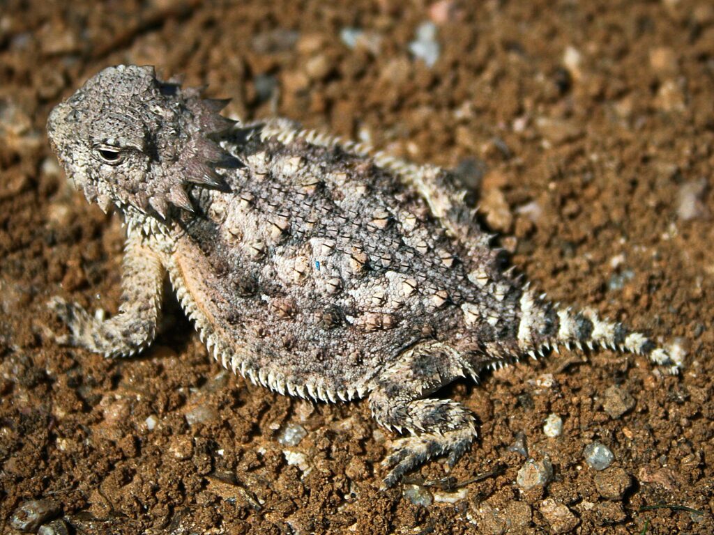 Horned Lizards: Specialist Predators of Harvester Ants