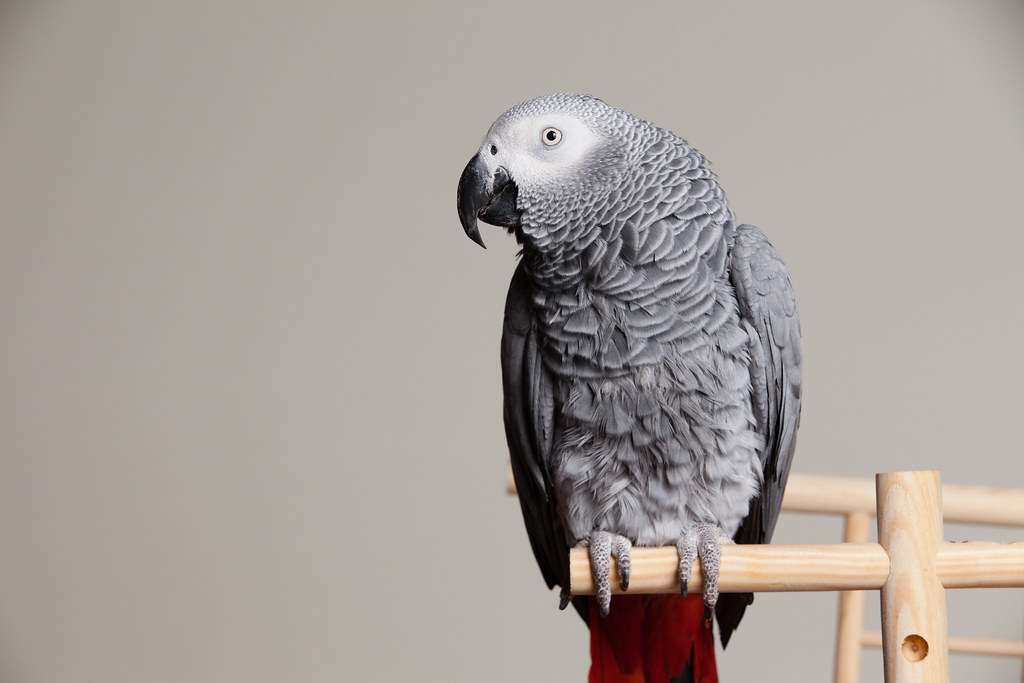 African Grey Parrots: The Intelligent Avians on the Brink