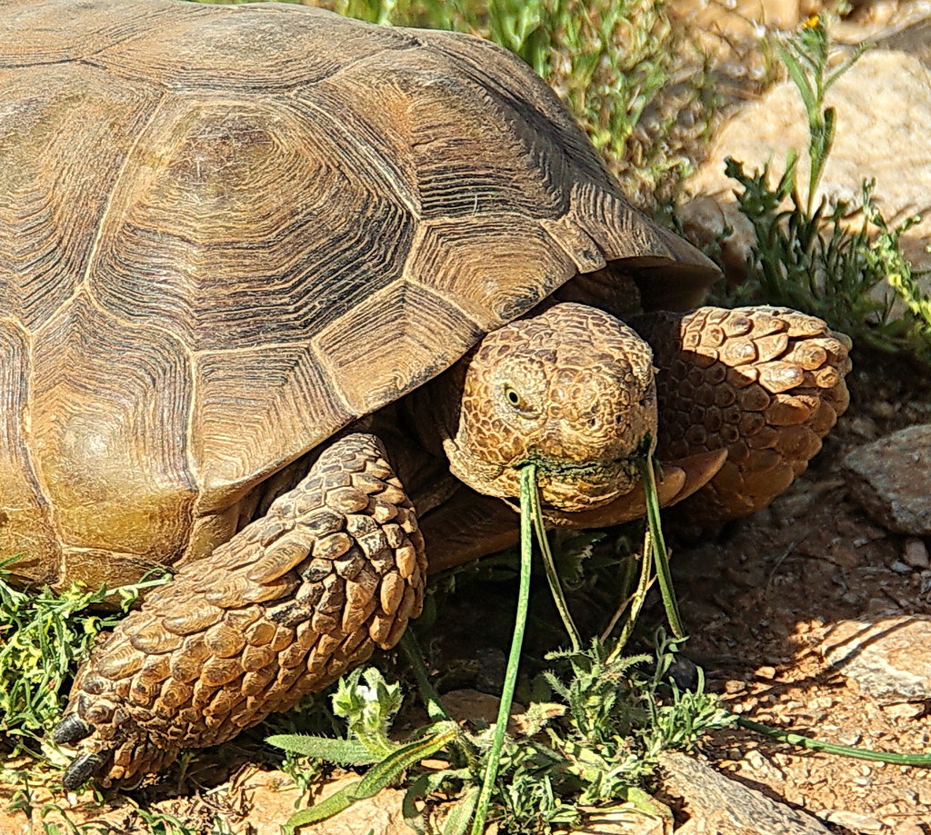 Sonoran desert tortoise - McDowell Sonoran Preserve - in situ