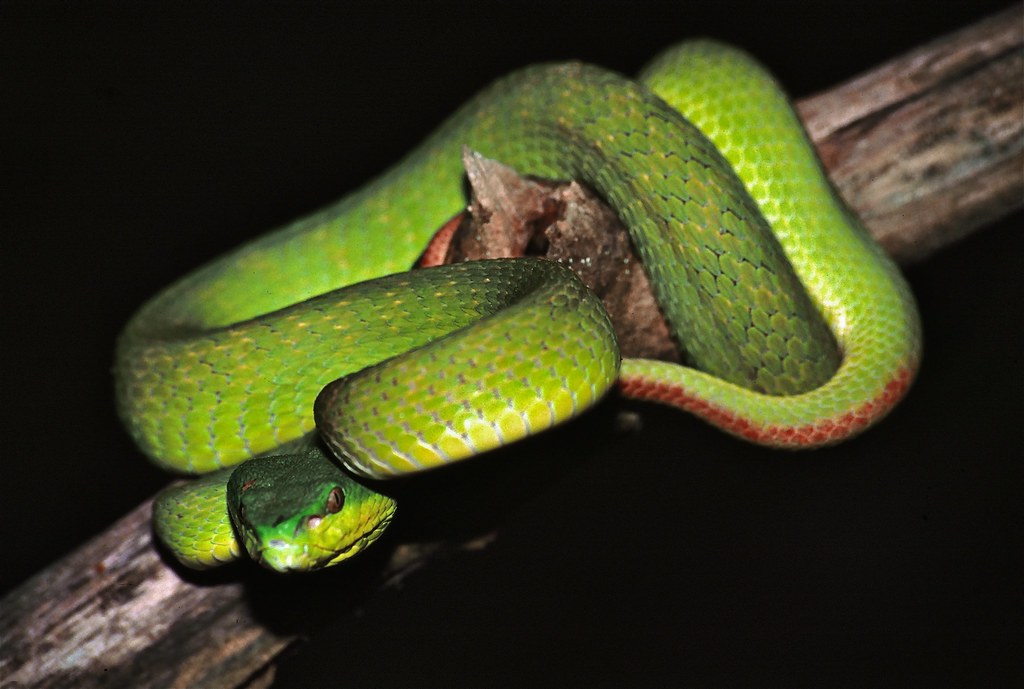 Conservation and Ethical Considerations