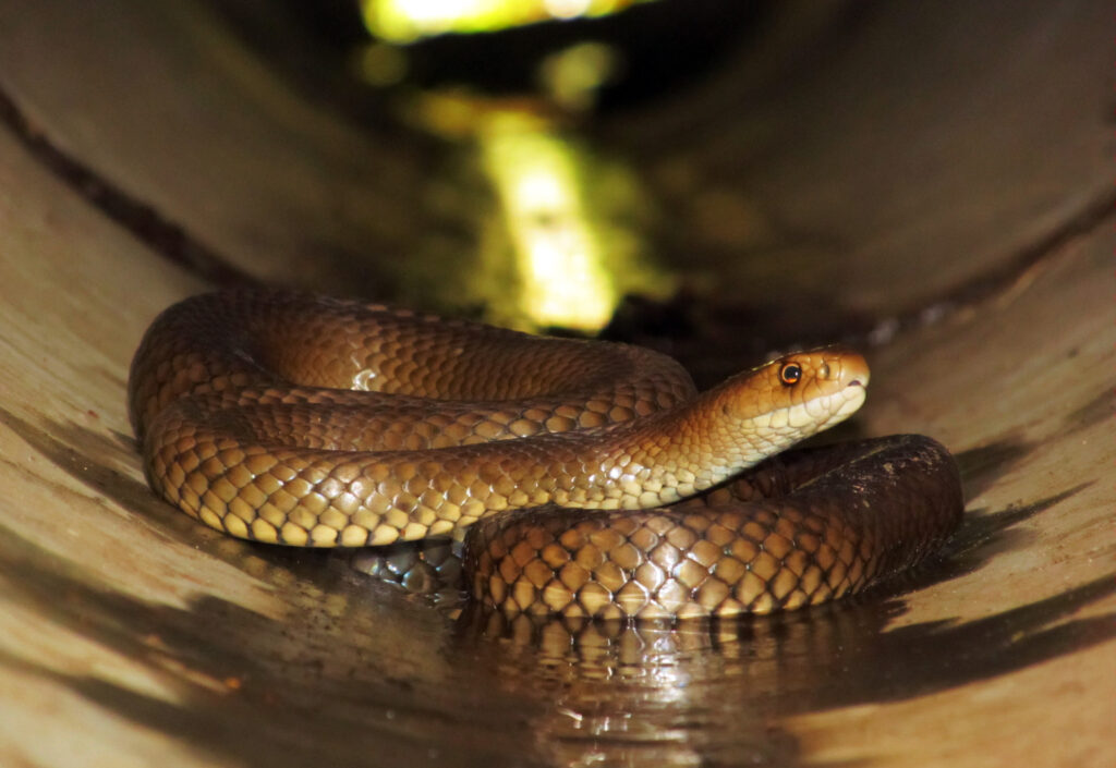 Eastern Brown Snake (Pseudonaja textilis)