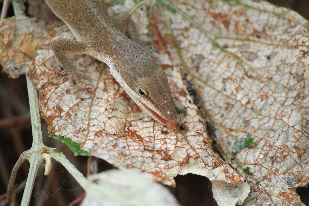 Brown anole lizard drinking water off leaf.