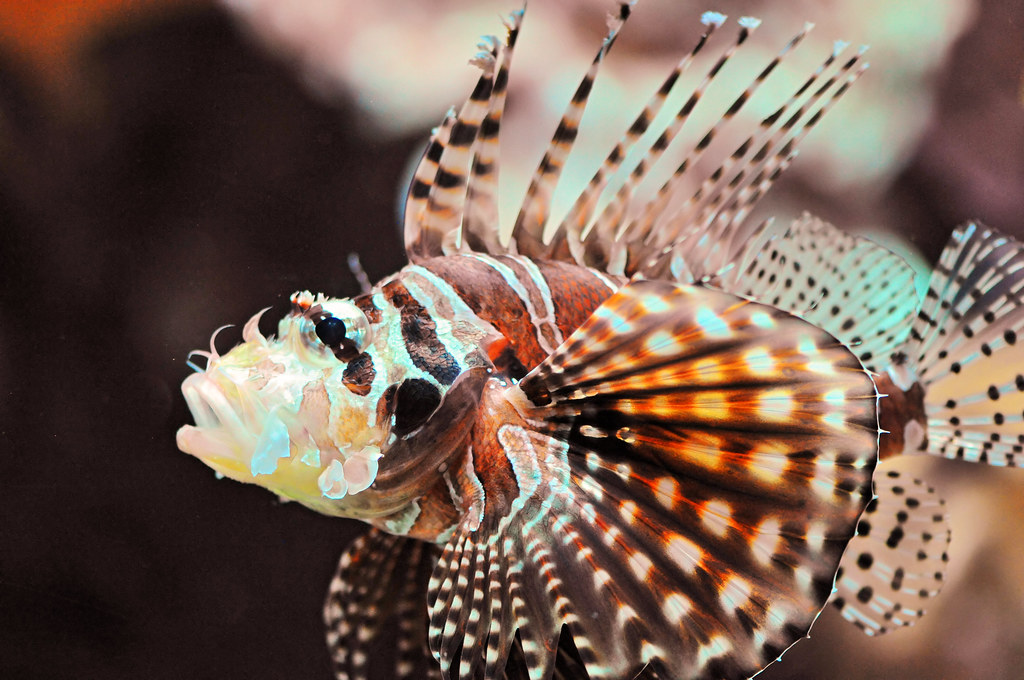 Beautiful lionfish