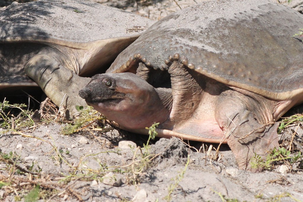 Florida Softshell Turtle: The Pancake-Shaped Swimmer