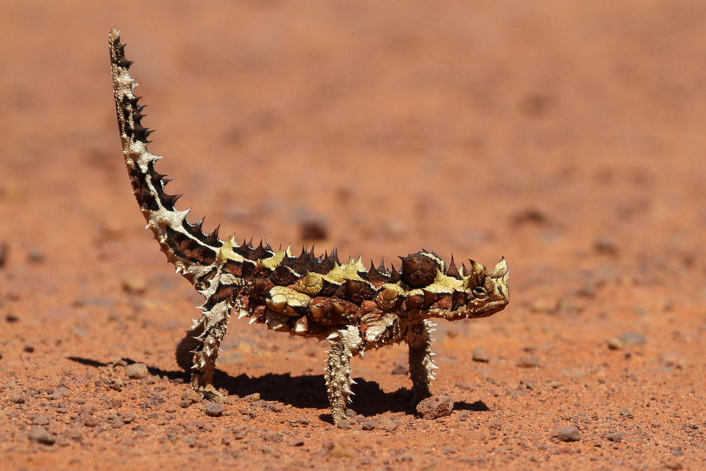 Thorny devil, Northern Territories, Australia