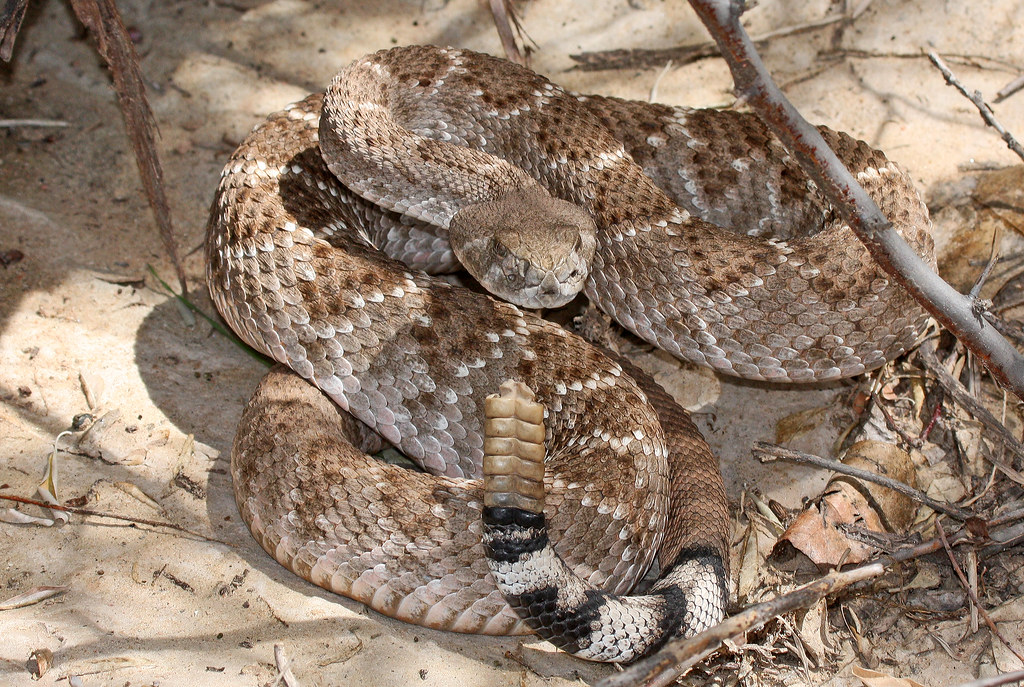 Western Diamondback Rattlesnake (Crotalus atrox)