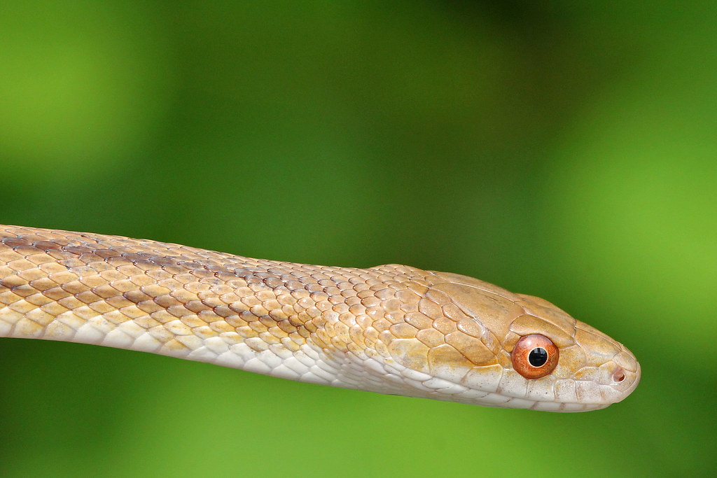 Eastern Ratsnake (Pantherophis alleghaniensis)