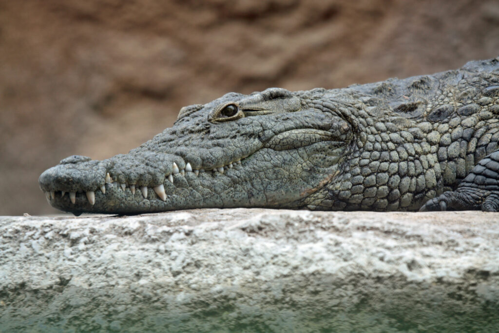 Behavior and Temperament: Varying Levels of Aggression