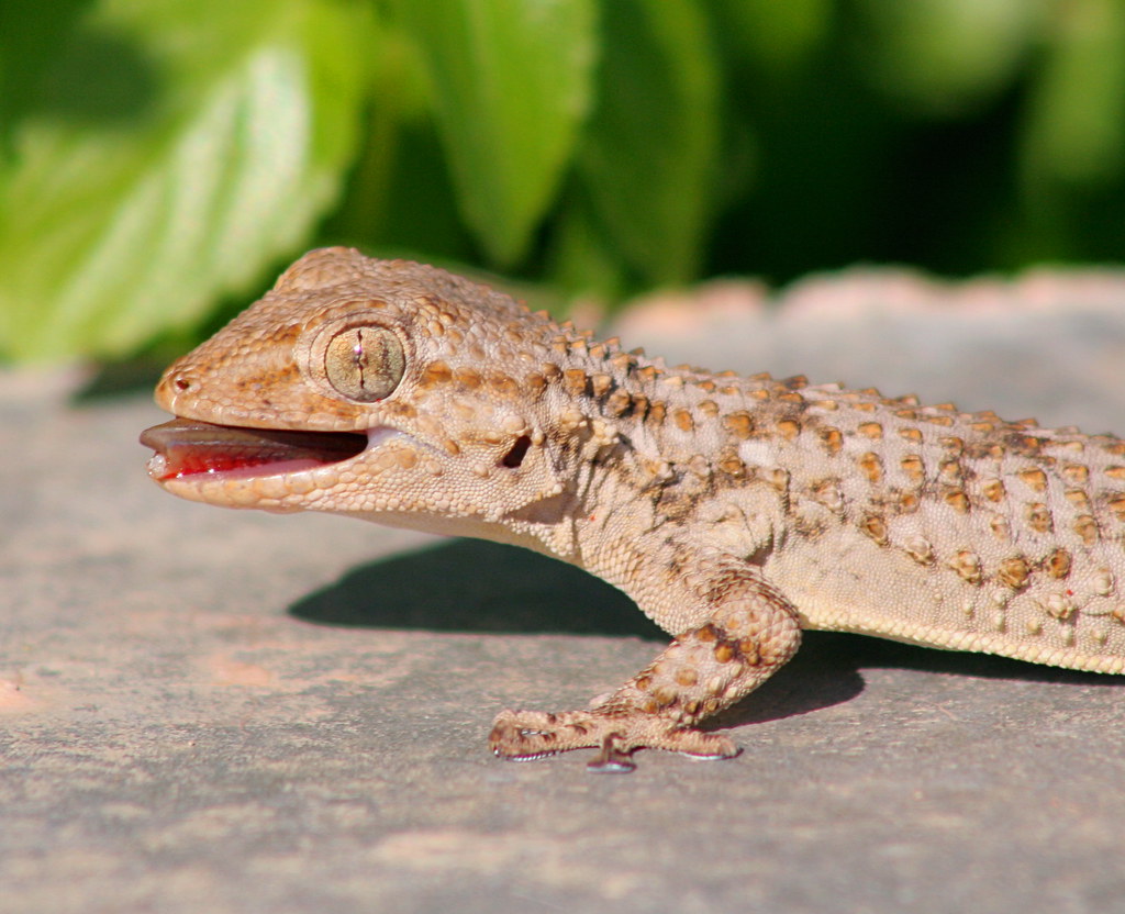 gecko eating a bug