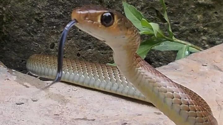 Ptyas korros- Indochinese rat snake
