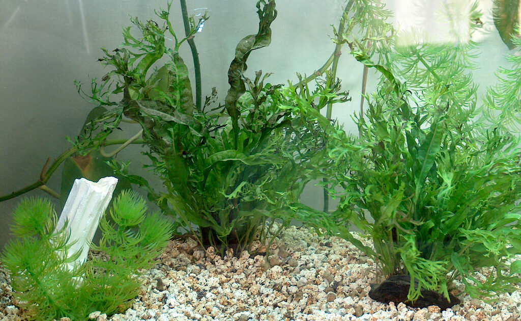Maintaining Water Quality During Integration