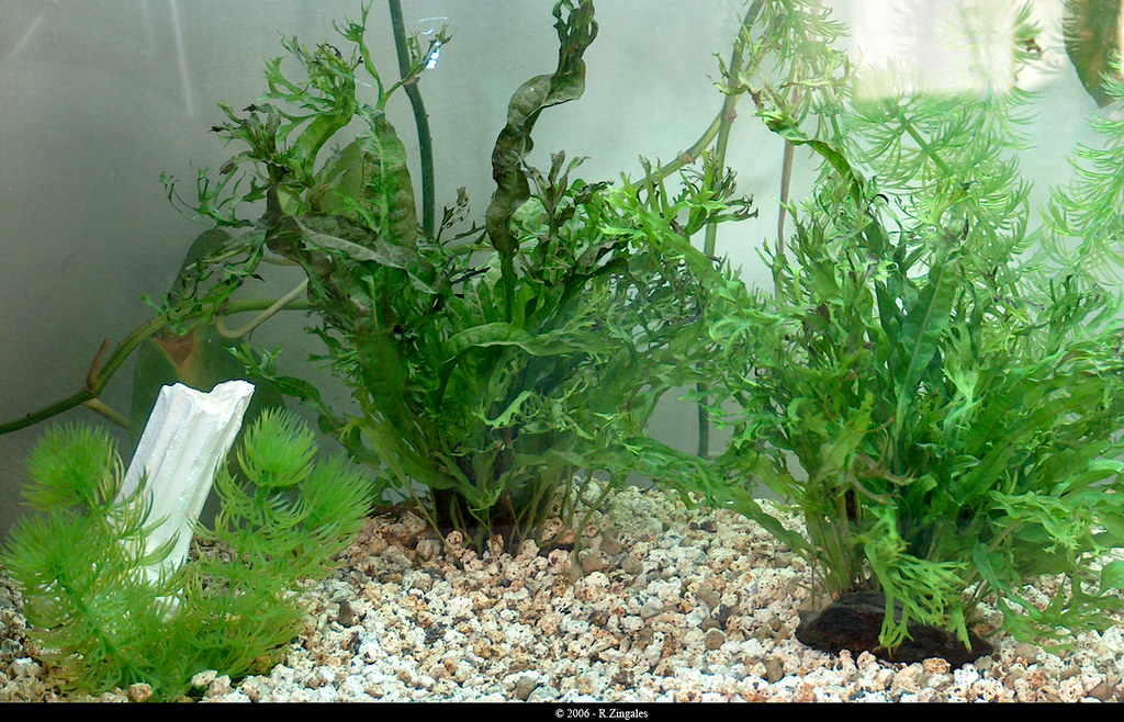 Fish Tank 