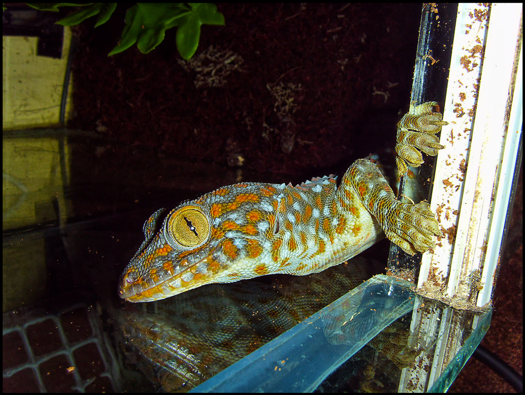 tokay gecko