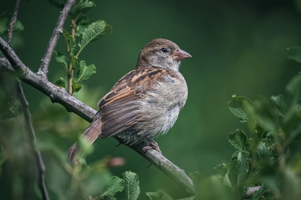 sparrow, bird, perched, animal, feathers, plumage, beak, bill, bird watching, ornithology, animal world, nature, house sparrow, sperling, wildlife, branch, sparrow, sparrow, sparrow, sparrow, sparrow, house sparrow, house sparrow