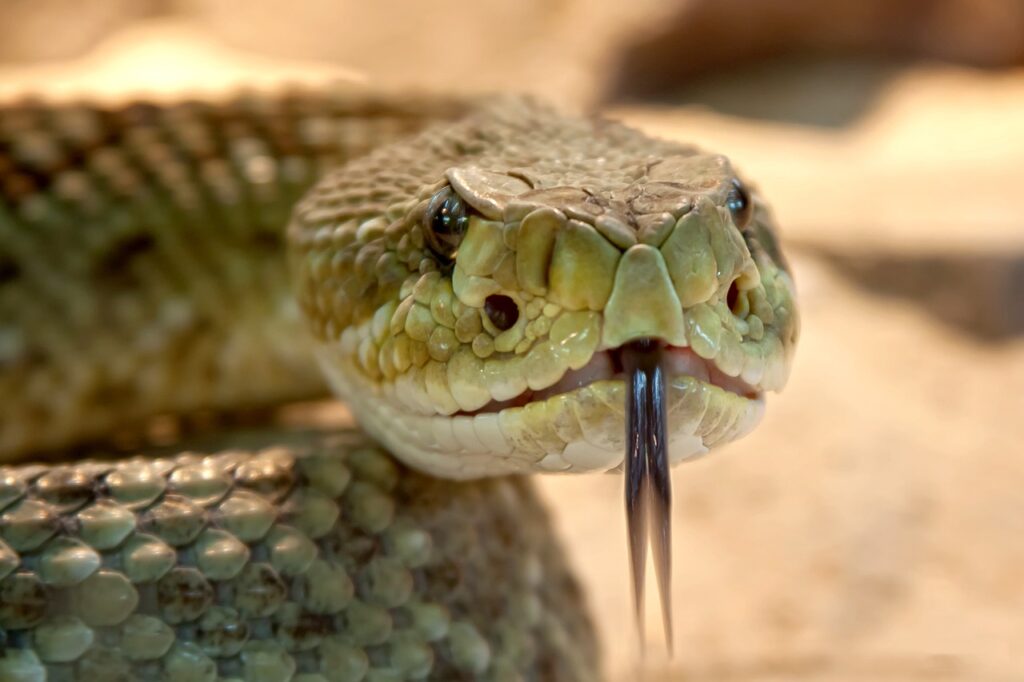 speckled rattlesnake, snake, animal, rattlesnake, viper, crotalus mitchellii, nature, tongue, venomous, reptile, head, scales, closeup