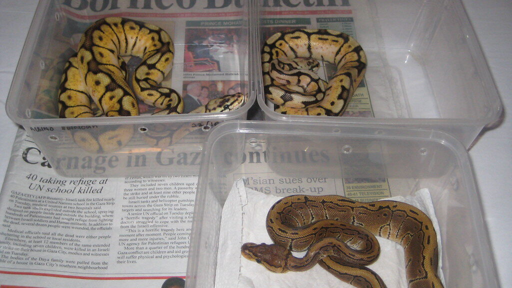 ball pythons