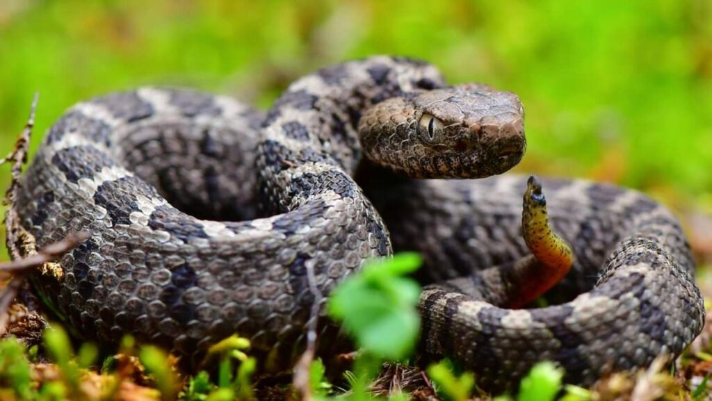 Reptiles as Weather Predictors and Environmental Indicators
