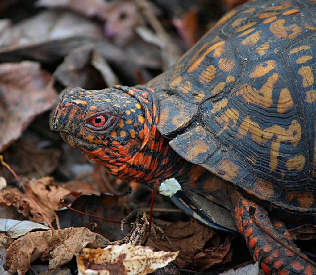 Why Shell Rot Progresses So Quickly