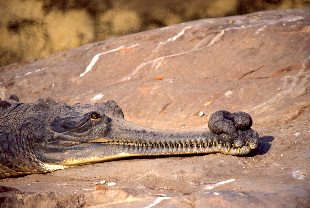 Gharial (Gavialis gangeticus) male