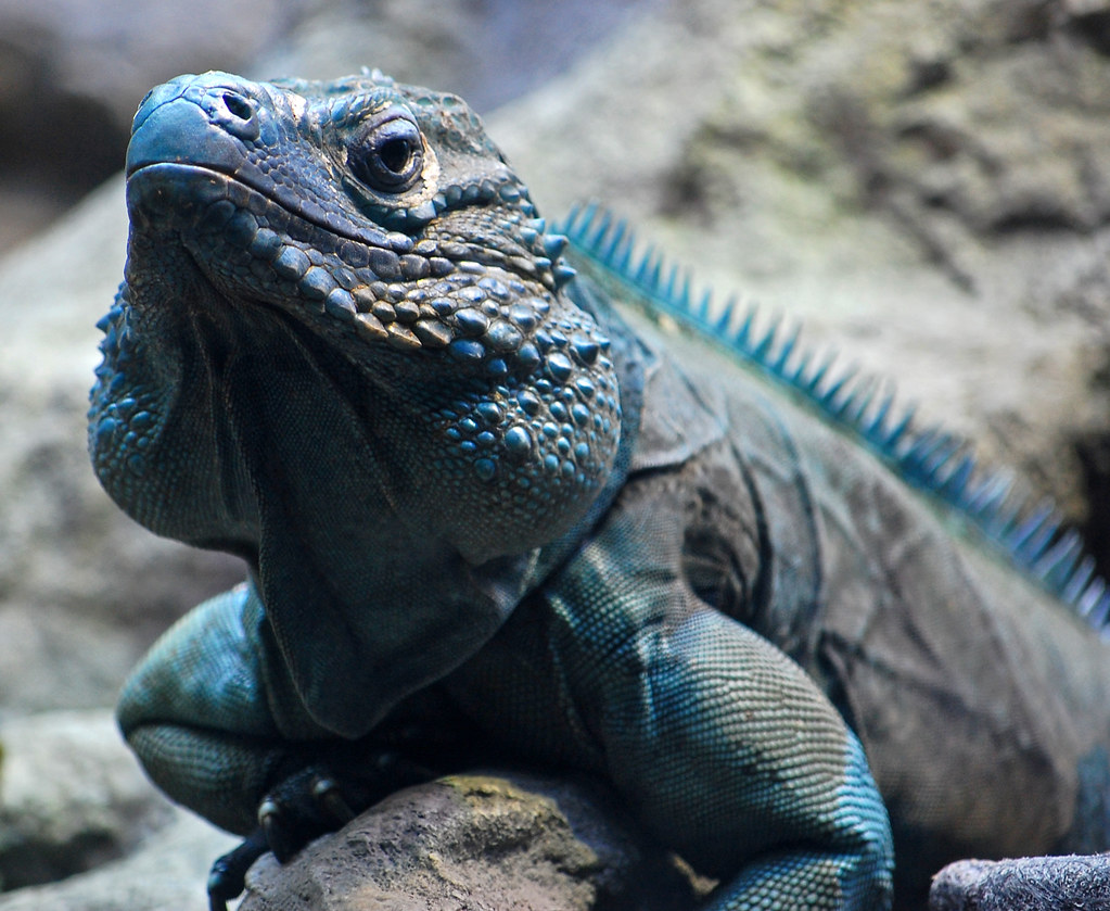 Grand Cayman Blue Iguana: Island Restoration