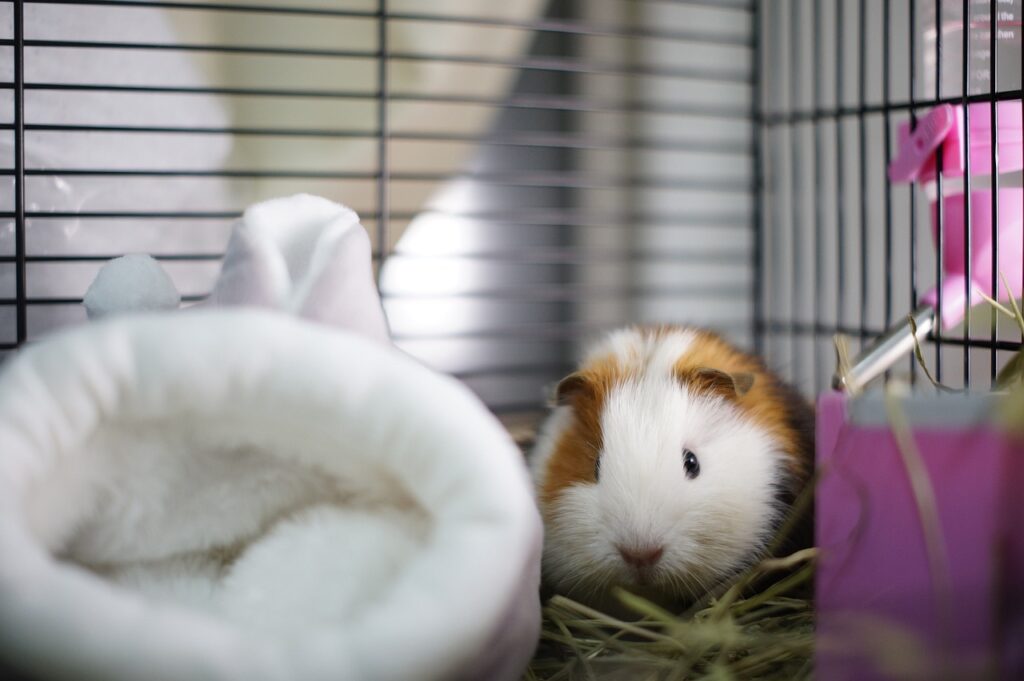 When to Seek Veterinary Care