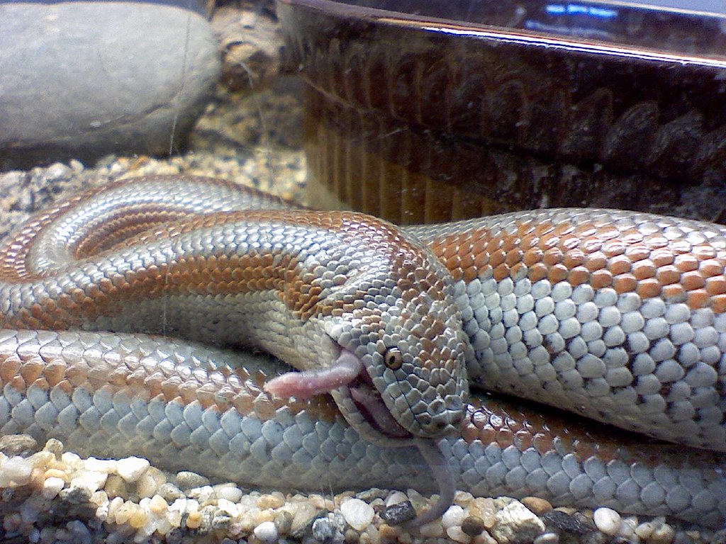 rosy boa eating a mouse (rosy ftw!)