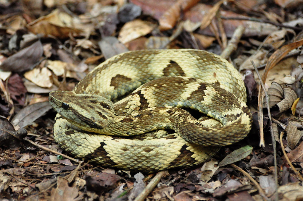 Brazil: Amazonian Venom Diversity