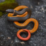 The Ringneck Snake: Unexpected Flash Display