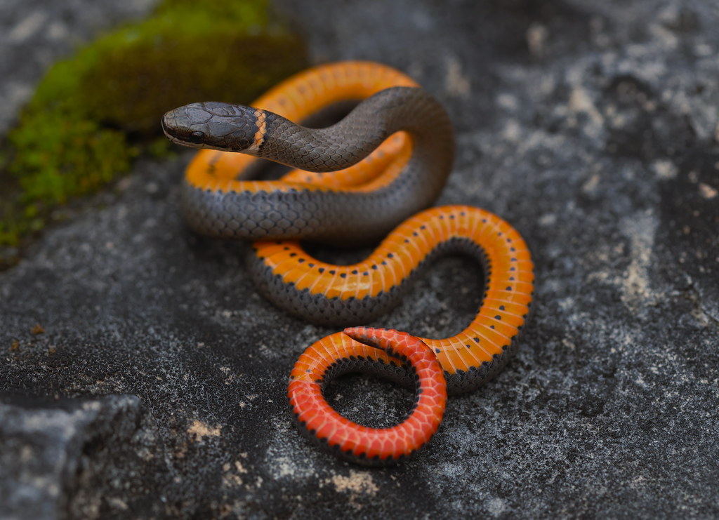 The Ringneck Snake: Unexpected Flash Display