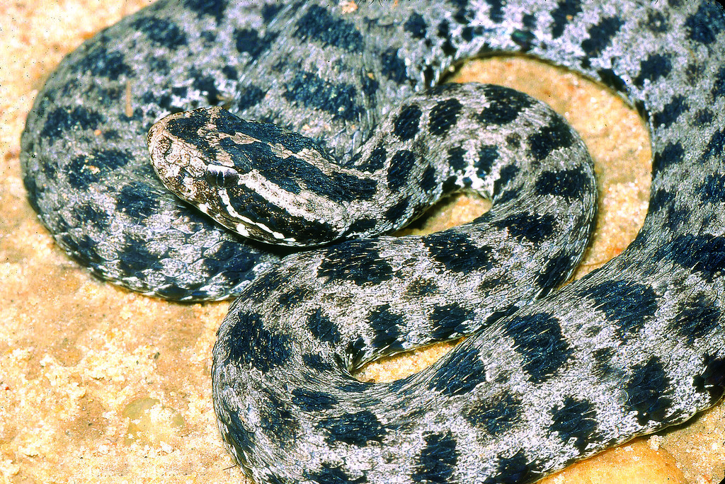 Dusky Pygmy Rattlesnake