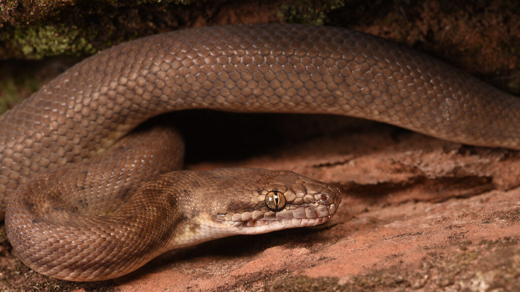 Children's Python (Antaresia childreni)