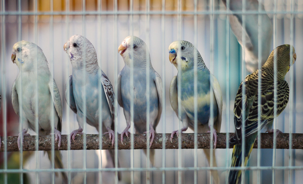 Budgies