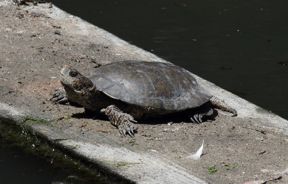 Western Pond Turtle