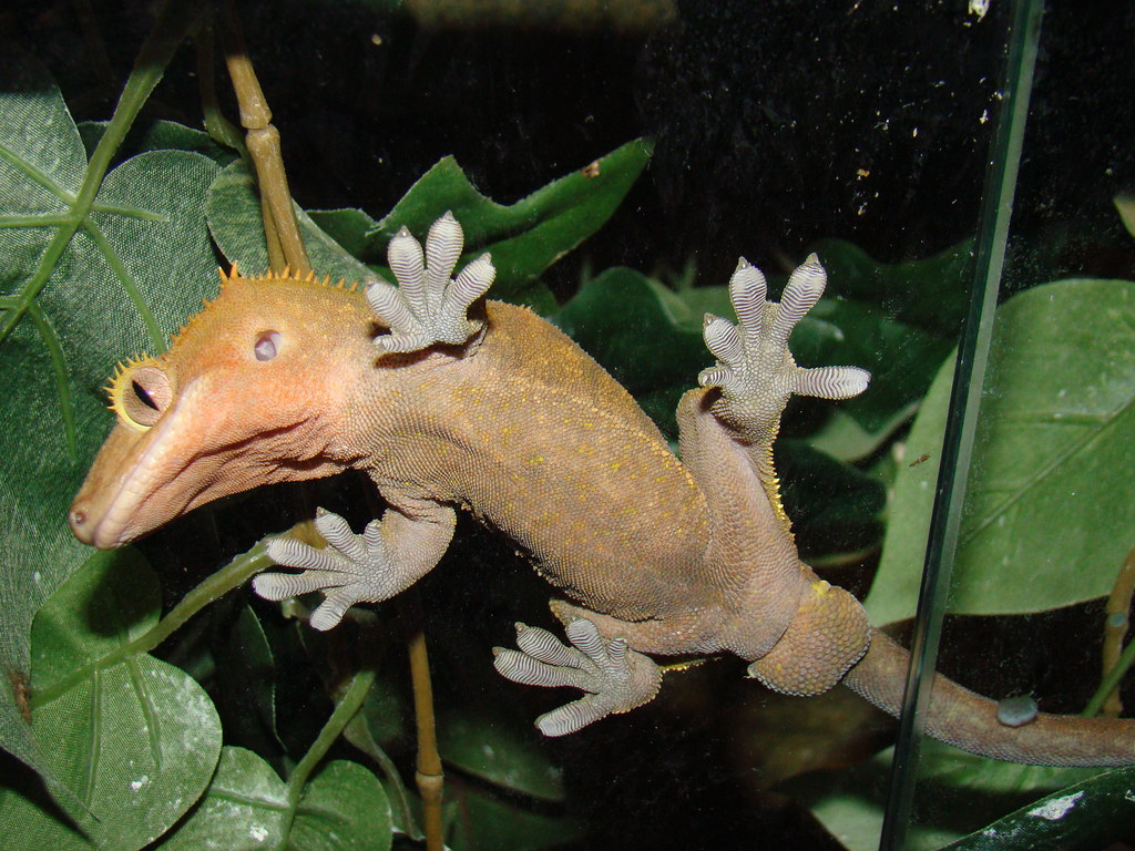 Apollo the Crested Gecko