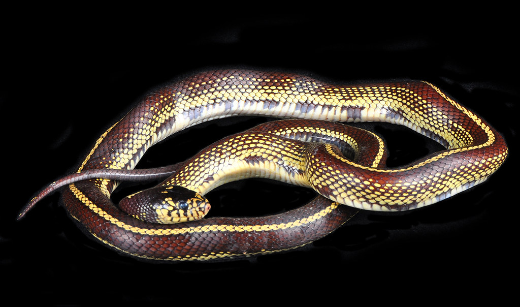 Garter Snake
