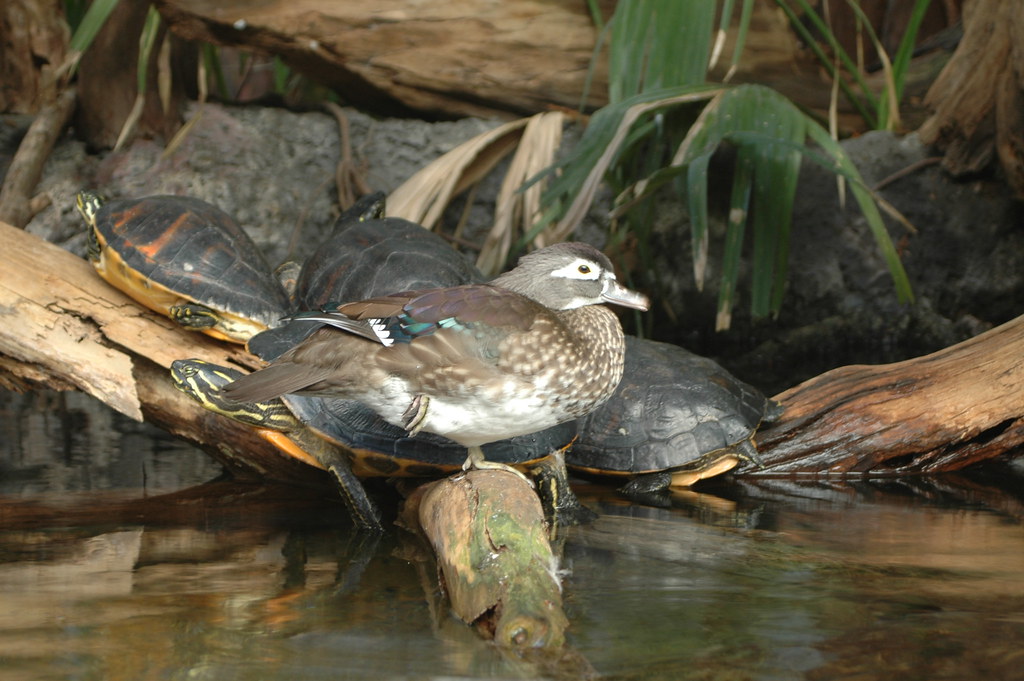 Ducks and Turtles Cohabiting