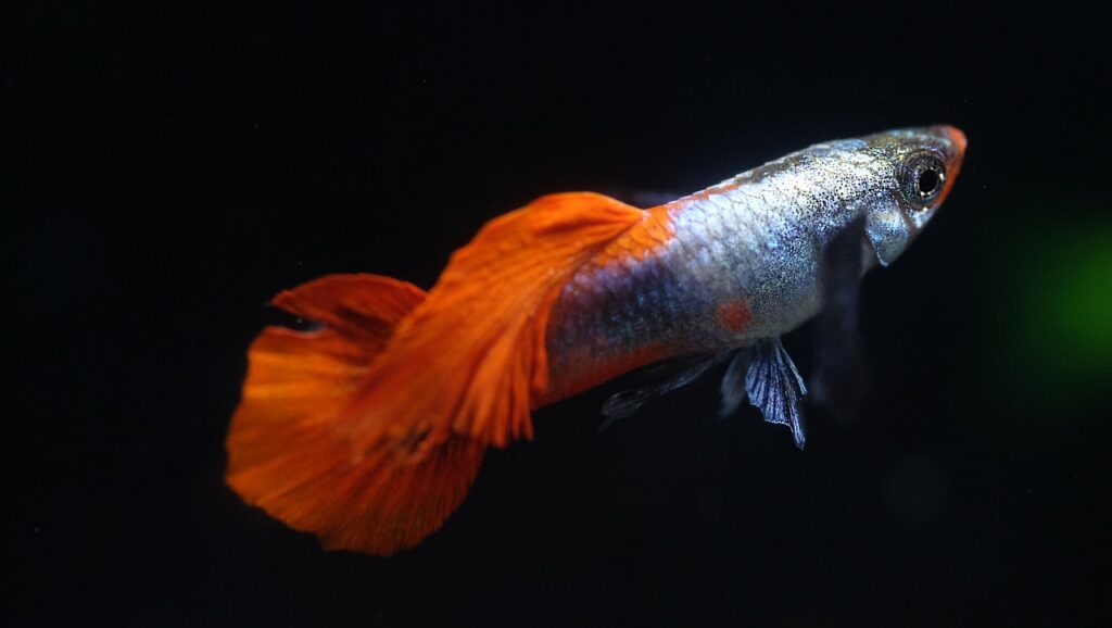 The Kaleidoscope of Guppy Colors and Patterns