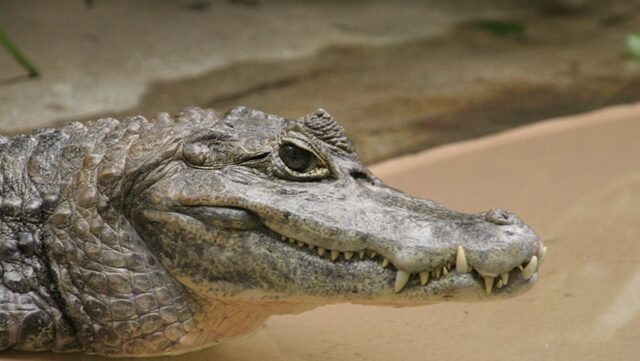 Spectacled Caiman